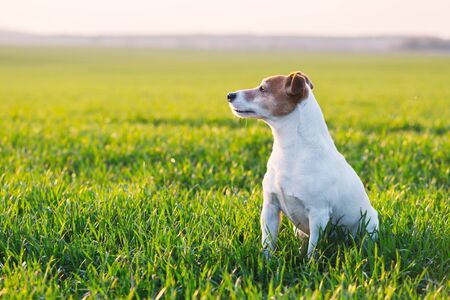 Jack russel terrier on green field. Happy Dog with serious gazeの写真素材