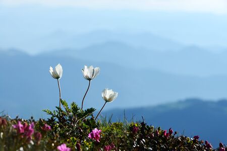 Amazing landscape with magic white flowers on summer mountains. Nature backgroundの写真素材