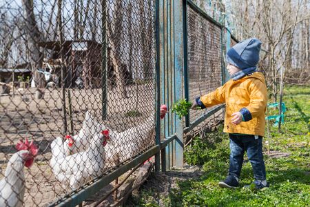 Little boy feeds the chickens through the grate in the spring gardenの写真素材