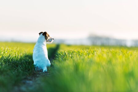 Jack russel terrier on green field on sunset time. Happy Dog with serious gazeの写真素材