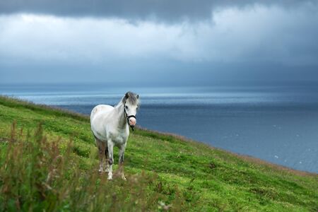 White faroese horse on green lawn. Atlantic ocean and island on backgroundの写真素材