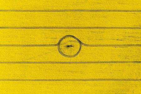Aerial drone top view of yellow blooming field of rapeseed with lines from tractor tracks and circle in center on sunny spring or summer day. Nature background, landscape photographyの写真素材