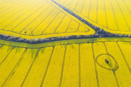 Aerial drone top view of yellow blooming field of rapeseed with lines and circles from tractor...