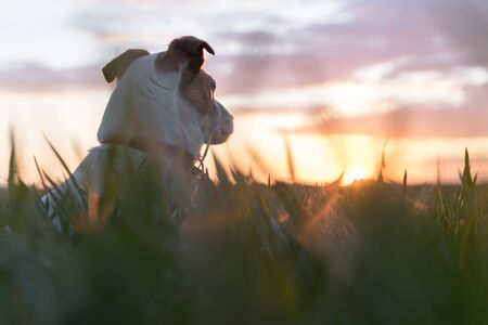 Jack russel terrier on green field on sunset time. Happy Dog with serious gaze