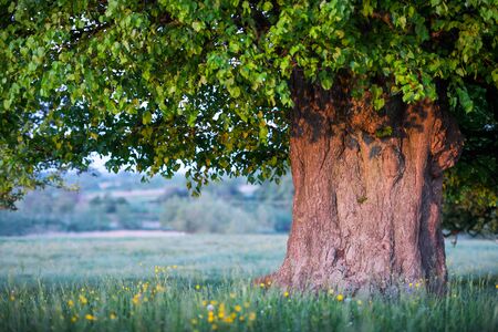 Old linden tree on summer meadow. Large tree crown with lush green foliage and thick trunk glowing by sunset light. Landscape photographyの写真素材