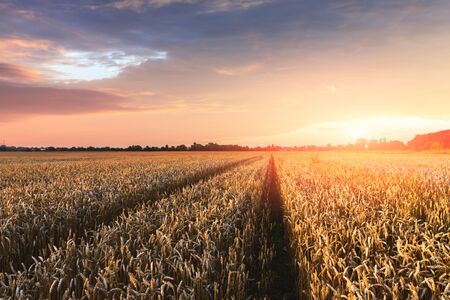 Ripe golden wheat field against the orange sunset sky background. Landscape photographyの写真素材