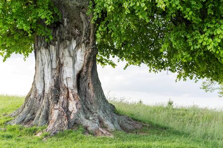 Old linden tree on summer meadow. Large tree crown with lush green foliage and thick trunk glowing...