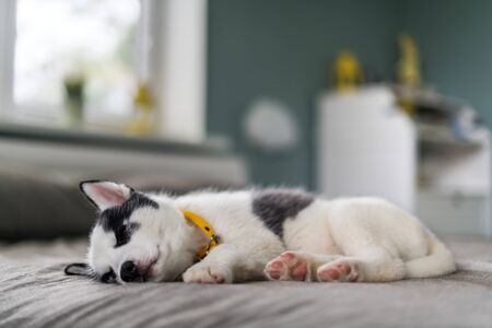 A small white dog puppy breed siberian husky with beautiful blue eyes sleep on grey carpet. Dogs and pet photographyの写真素材