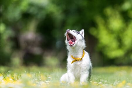 A small white dog puppy breed siberian husky with open mouth in blooming spring garden. Dogs and pet photographyの写真素材