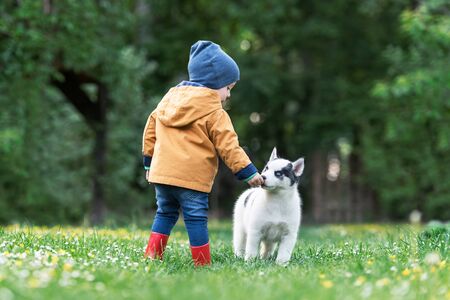 Small kid in yellow jacket with white dog puppy breed siberian husky on spring backyard. Dogs and pets photographyの写真素材