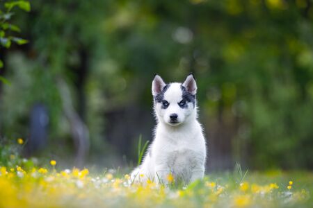 A small white dog puppy breed siberian husky with beautiful blue eyes in blooming spring garden. Dogs and pet photographyの写真素材