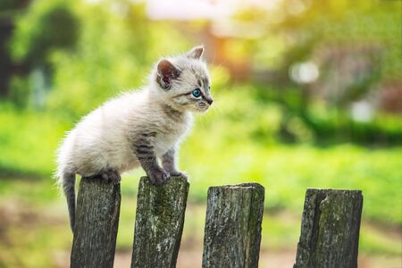 Small kitten cat with blue ayes on wooden fence on garden closeup. Animal pets photographyの写真素材