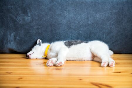 A small white dog puppy breed siberian husky with beautiful blue eyes lays on wooden floor.の写真素材