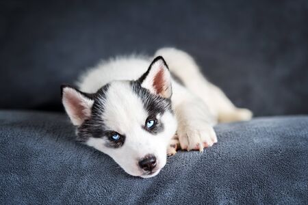 A small white dog puppy breed siberian husky with beautiful blue eyes sleep on grey carpet.の写真素材