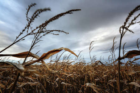 Frightening corn field in gloomy weather. Autumn agricultural landscape with wind and dark clouds