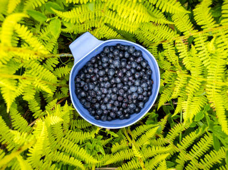 Blueberry berries in blue cup in green fern bush closeup. Natural organic food, collected in wild...
