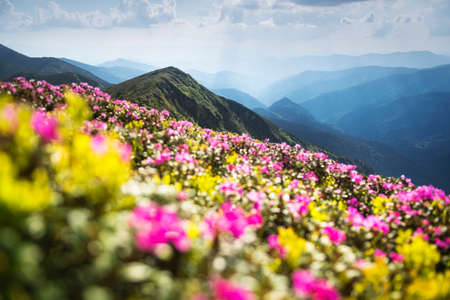 Rhododendron flowers covered mountains meadow in summer time. Purple sunrise light glowing on a foreground. Landscape photographyの写真素材