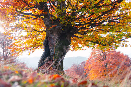 Majestic old beech tree with yellow and orange folliage at autumn forest. Picturesque fall scene in...
