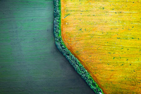 Aerial drone top view fields of rapeseed and wheat with lines from tractor tracks on sunny spring or...