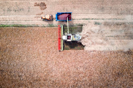 Harvesting oilseed rape in autumn field. A modern tractor stands directly next to the harvester...
