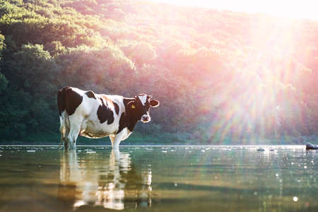 Cow watering in the river. Animal photographyの写真素材