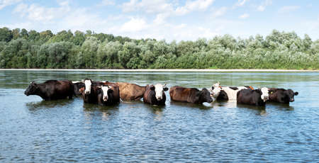 Cows watering in the river. Animal photographyの写真素材