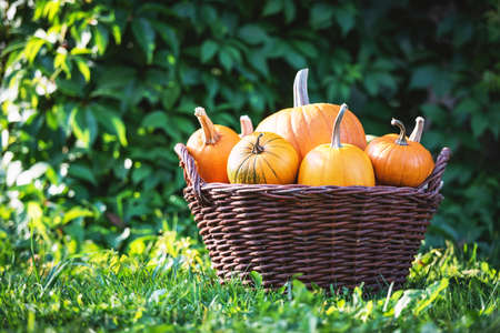 Different kind of pumpkins in garden basket. Halloween and autumn backgroundの写真素材