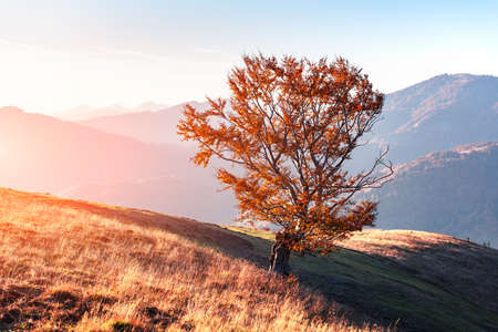 Picturesque autumn mountains with red beech forest in the Carpathian mountains, Ukraine. Landscape...