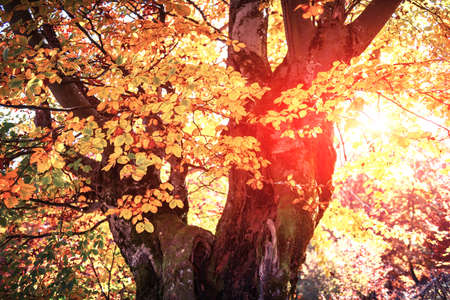 Majestic old beech tree with yellow and orange folliage at autumn forest. Picturesque fall scene in...