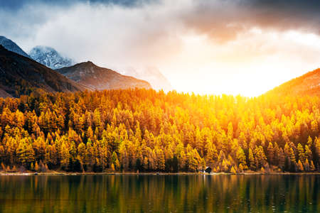 Atumn lake Sils (Silsersee) in Swiss Alps mountains. Colorful forest with orange larch. Switzerland, Maloja region, Upper Engadine. Landscape photographyの写真素材