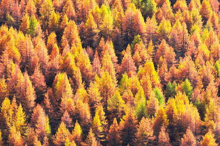 Beautiful evergreen forest with larch trees turning to their unique autumn golden color. Swiss Alps. Nature background, landscape photographyの写真素材