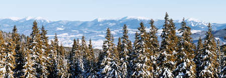 Panorama landscape of the winter forest of snowy spruce and firs trees. Frozen tree in wintry...