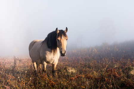 White horse in foggy meadow in mountains valley. Landscape photographyの写真素材