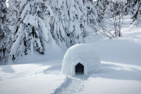Real snow igloo house in the winter Carpathian mountains. Snow-covered firs on the background. Landscape photographyの写真素材