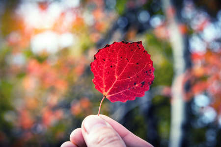 Red autumn leaf in hand on orange forest background. Natural seasons conceptの写真素材