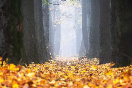Majestic maple and oak alley with yellow and orange folliage at autumn time. Picturesque fall scene Landscape photographyの写真素材