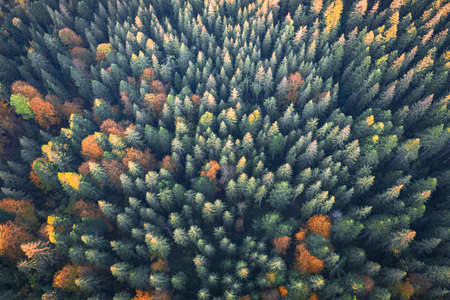 Aerial drone top down view. Yellow, orange and red autumn trees in colorful forest. Sunny day in autumn mountainsの写真素材