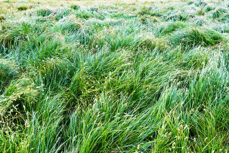 Lush green grass on meadow pasture closeup. Nature backgroundの写真素材