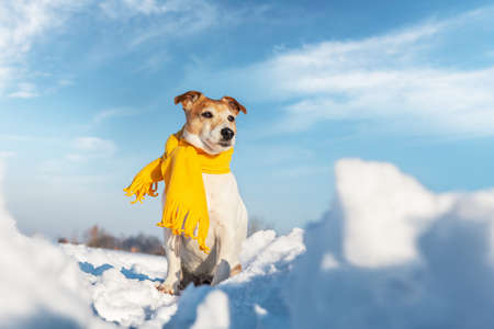 White jack russel terrier puppy in stylish yellow scalf on snowy field at sunrise. Christmass and New Year greeting cardの写真素材