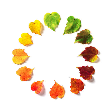 The multicolored leaves are harmoniously arranged in a color circle like a clock isolated on white...