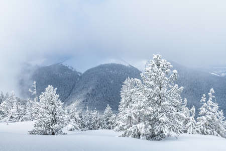 Fantastic winter landscape with snowy trees and snowy peaks. Carpathian mountains, Ukraine....