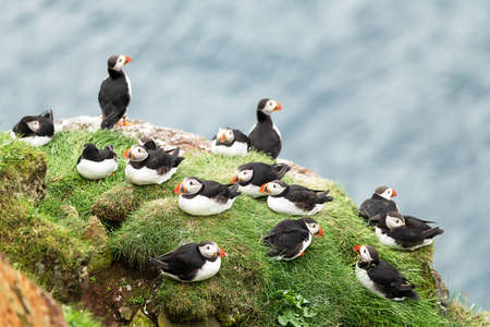 Couple of famous faroese birds - puffins