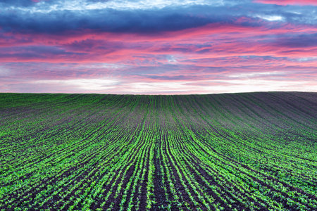 Abstract rural landscape with agricultural fields