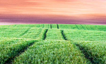 Road in green wheat agricultural field