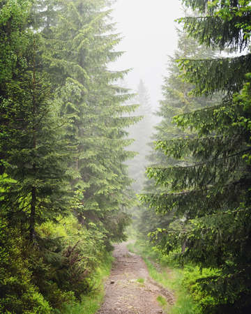 Beautiful evergreen forest with pine trees and trail