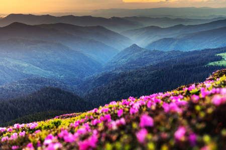Pink rhododendron flowers in mountainsの写真素材