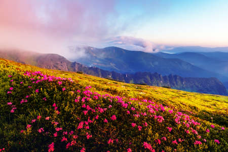 Pink rhododendron flowers in mountainsの写真素材