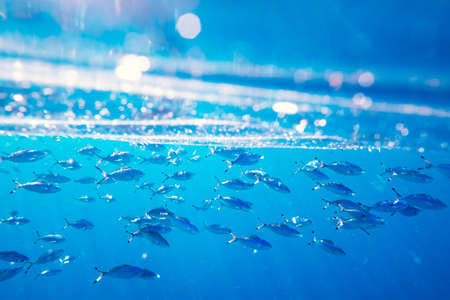 School of swimming and feeding Caesio suevica fish
