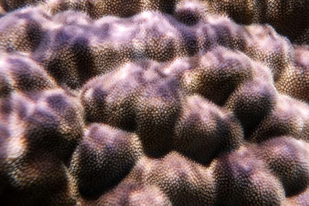 Purple coral in coral reef of Egypt Red sea