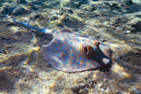 Blue spotted Stingray on sand bootom in the Red Seaの写真素材